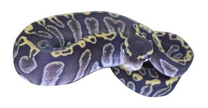 python-royal-albinos-male-2015