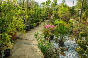 Grand choix de plantes pour votre jardin à Verdun