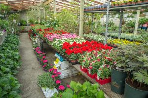 Grand choix de plantes pour votre jardin à Verdun