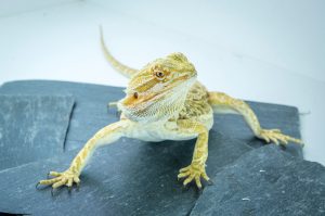 Lézards chez Aqua'nimal à Verdun en Meuse