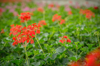 Fleurs variétés rares et originales