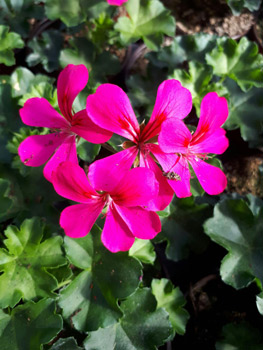 Fleurs variétés rares et originales à Saint-Mihiel et Chauvoncourt en Meuse