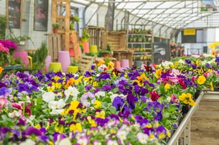 Fleures à Mont-Villers en Meuse