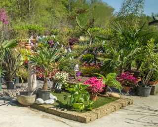 Fleurs, légumes et pépinière chez Sodiplante Jardinerie à Haudainville Verdun