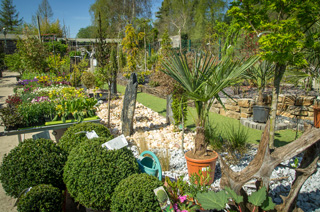 Fleurs, légumes et pépinière chez Sodiplante Jardinerie à Haudainville Verdun