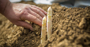 Premières Asperges de la vallée de la Meuse