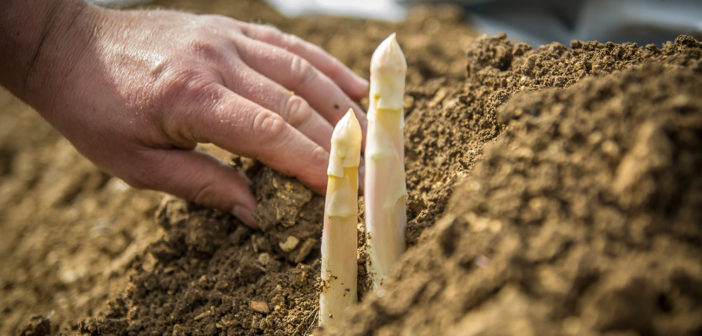 Premières Asperges de la vallée de la Meuse