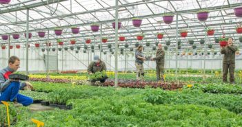 Jardins de Villers : vos légumes et plantes fleuries à Mont-Villers en Meuse