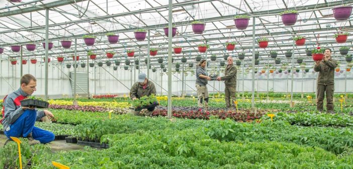 Jardins de Villers : vos légumes et plantes fleuries à Mont-Villers en Meuse