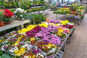 Jardinerie Lombard Verdun