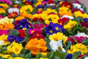 Jardinerie Lombard Verdun