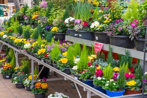 Jardinerie Lombard Verdun