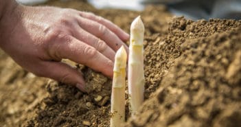 Asperges de Han sur Meuse