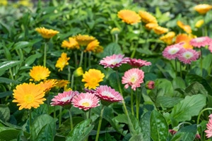 Gerbera à Saint-Mihiel en Meuse