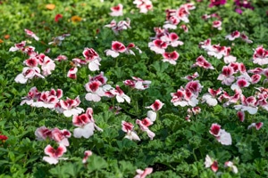 Pelargonium