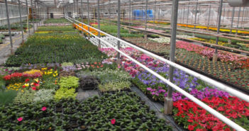 Aux Jardins de Candyce, un producteur local pour vos fleurs, légumes et fraises Jardins de Candyce à Han sur Meuse