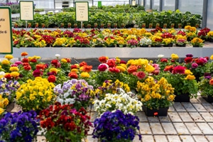 Pépinière et Marché aux Fleurs à Belleville sur Meuse