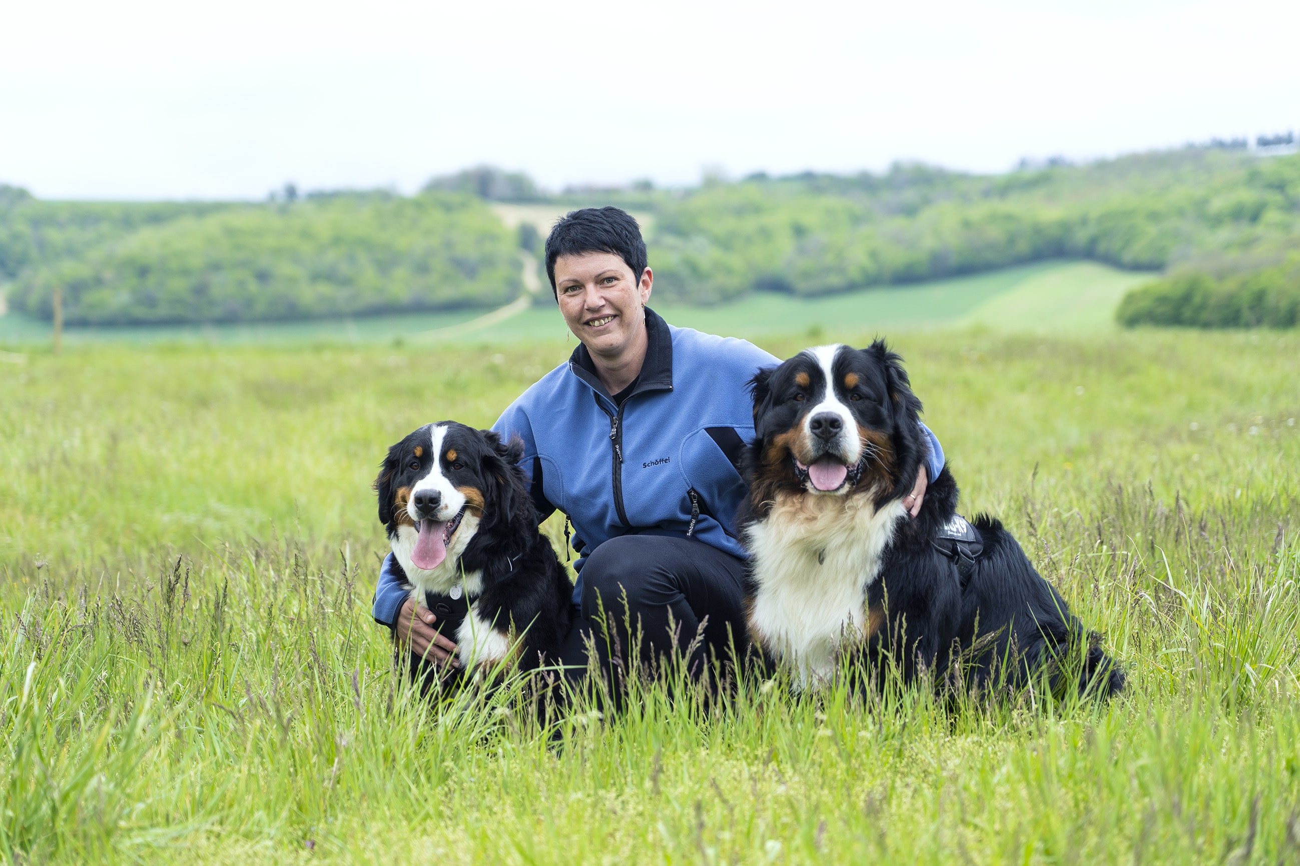 Éducation canine et élevage de Bouviers Bernois