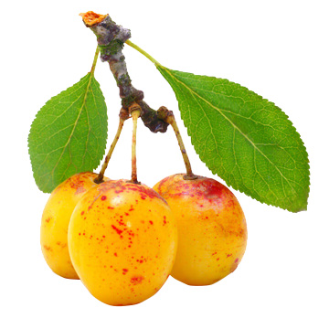 Vente de mirabelle en Meuse