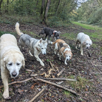 Promenade de chiens en forêt proche de Verdun