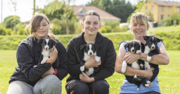 Le Village Canin des 4 Pattes, l’art d’élever avec passion et bienveillance Elevage de borders Collies en meuse