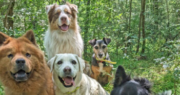 Promenades de chiens en Meuse